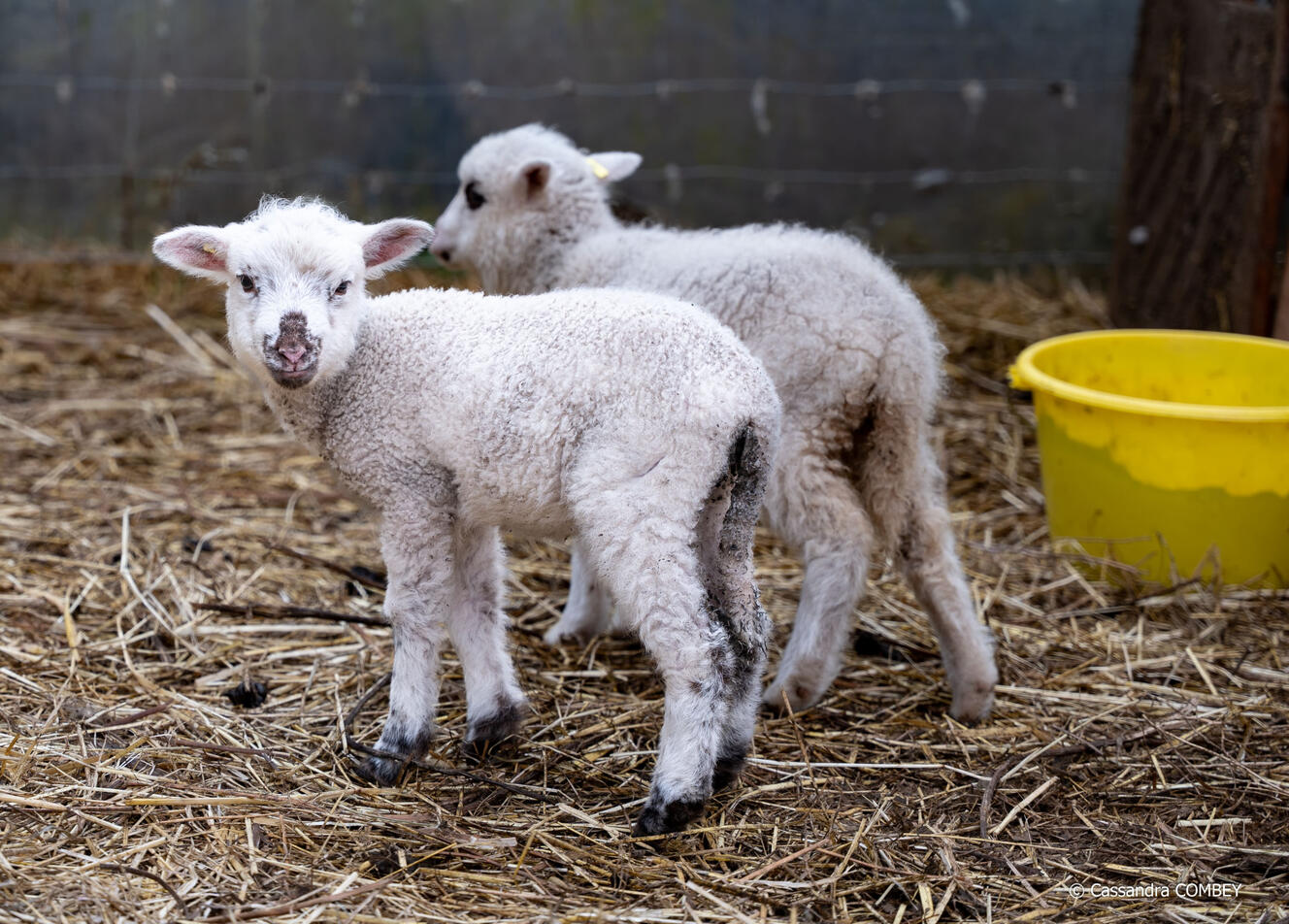 association, photo, communication, bergerie, animaux, reportages, images, vidéos,