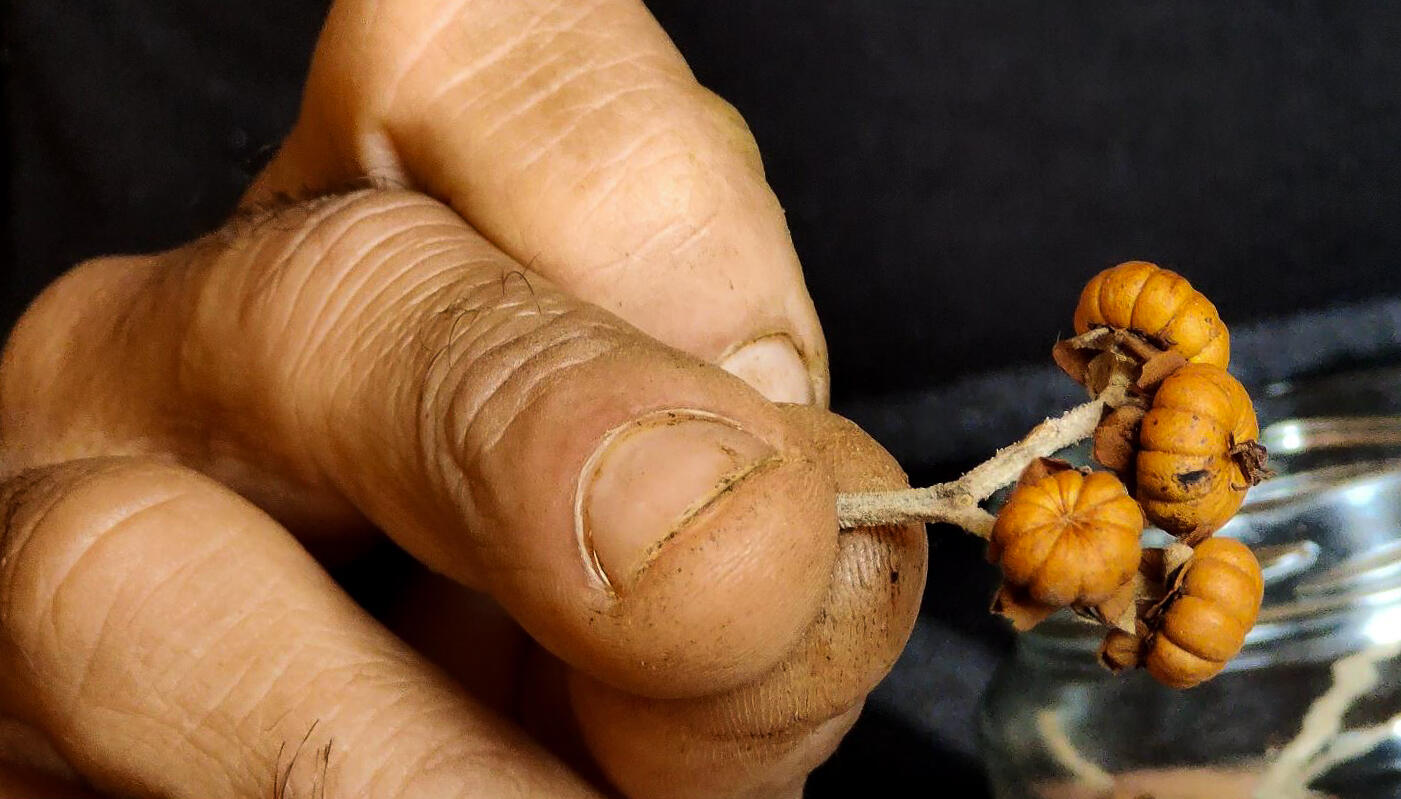 Plantation engagée pépiniériste passion Réunion